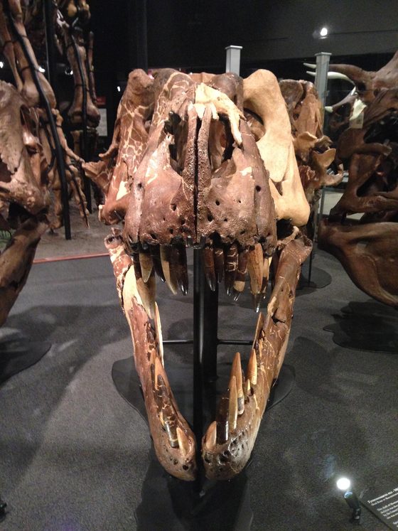 Front view of an adult Tyrannosaurus rex skull on museum display, jaws open, titled Montana's T. Rex on its file page