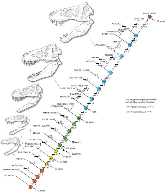 Ontogram: skull and body outlines of Tyrannosaurus rex at successive growth stages, from Carr 2020