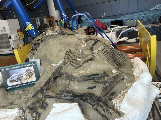 The Dueling Dinosaurs tyrannosaur NCSM 40000 under preparation in a laboratory at the North Carolina Museum of Natural Sciences