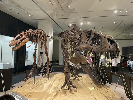 Cast skeletons of Jane and the adult Tyrannosaurus rex Stan displayed side by side at an exhibition in Japan