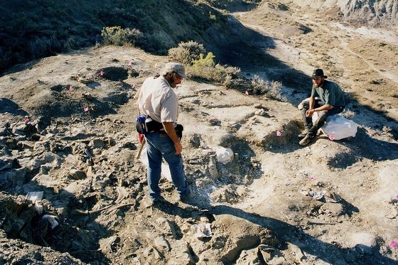 A dinosaur quarry in the Hell Creek Formation of Montana with bones wrapped in white plaster jackets