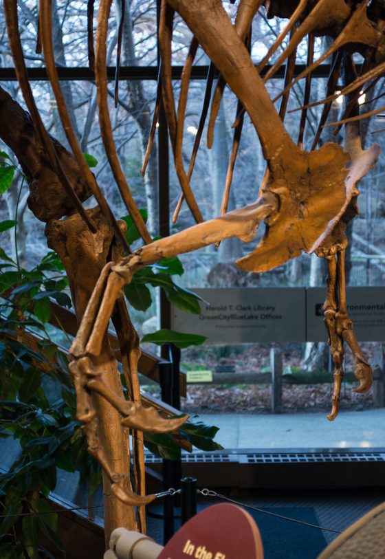 Cast of Jane's forearm and hand, on display at the Cleveland Museum of Natural History