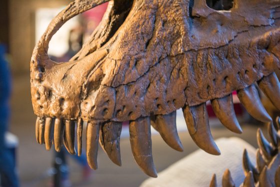 Cast of Jane's upper jaw bone with its row of blade-like teeth, on display at the Cleveland Museum of Natural History