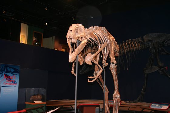 Jane's mounted skeleton in the Burpee Museum's 2008 exhibit layout