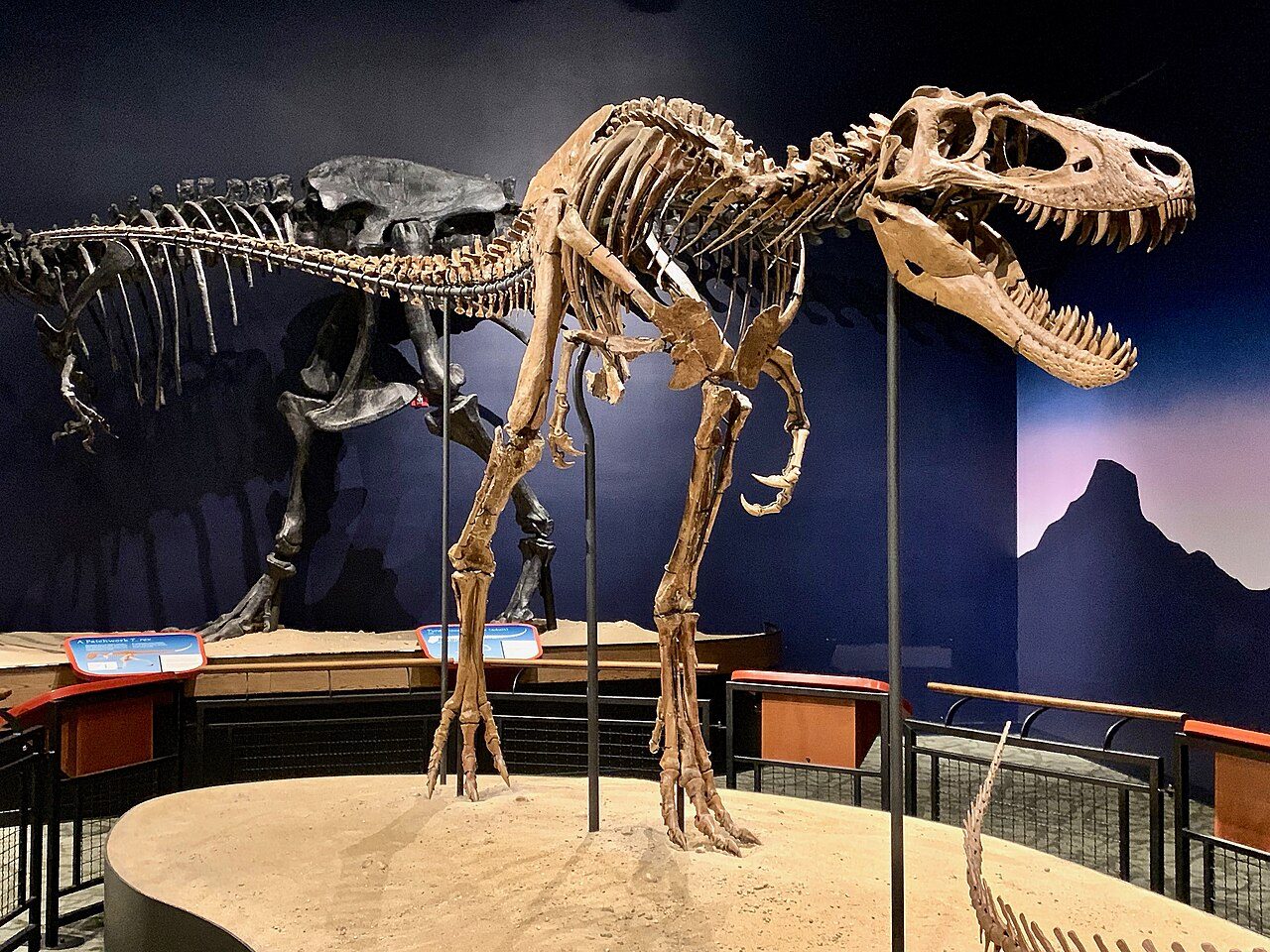 Mounted skeleton of the tyrannosaur Jane at the Burpee Museum of Natural History, seen from the side
