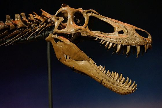 Skull of the tyrannosaur Jane on display at the Burpee Museum, seen from the right side