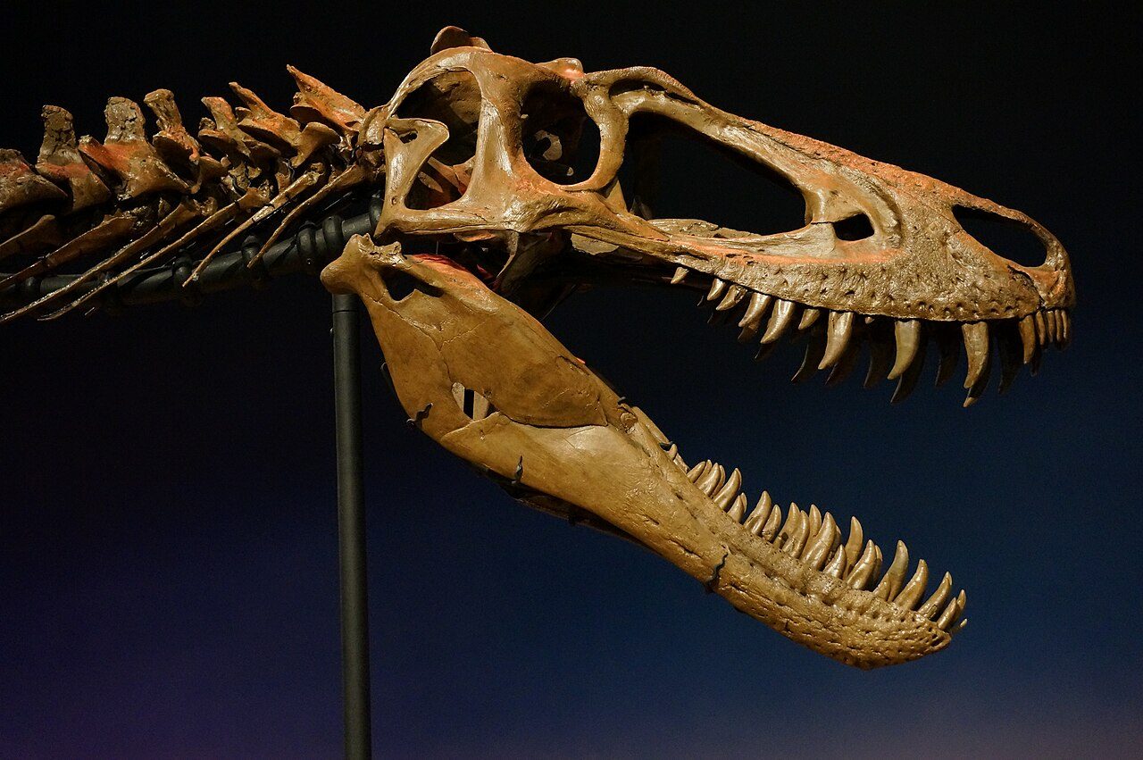 Skull of the tyrannosaur Jane on display at the Burpee Museum, seen from the right side