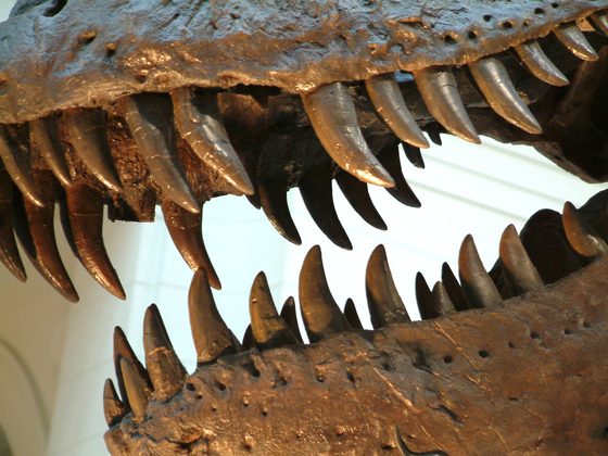 Large conical teeth set in the jaw of a replica of the skull of Sue, an adult Tyrannosaurus rex, at the Field Museum